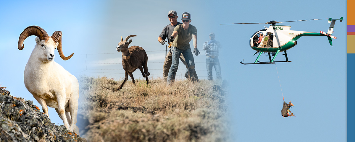 Collage with a Dall's sheep, a helicopter transporting a bighorn ram, and a bighorn ewe being released.